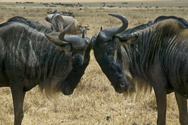 Kenya Two wildebeest begin confrontation